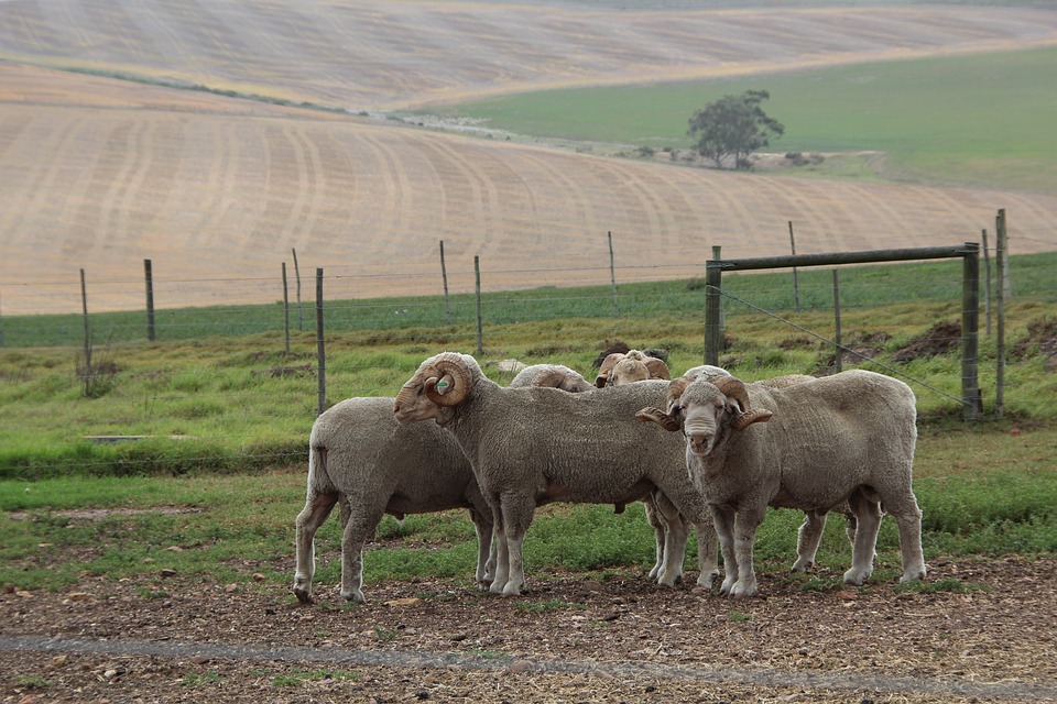 ovce u pole
